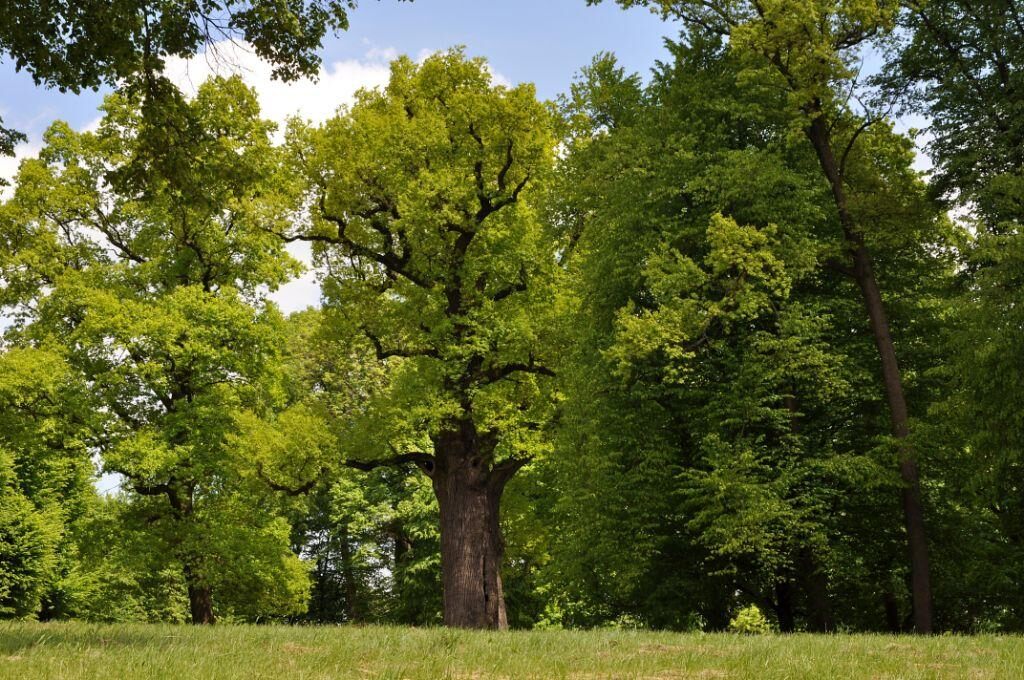 dąb Józef -Europejskie drzewo roku 2017