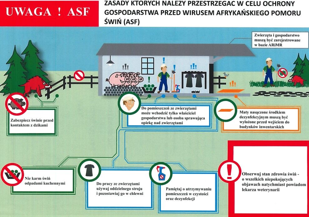 ASF jak sie ustrzec choroby - Afrykański pomór świń - realne zagrożenie