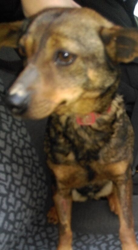 Zagubiony pies z Kaczyny 2 - Poszukujemy właścicieli zagubionych psiaków